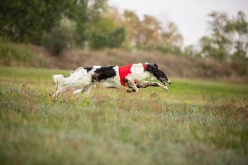 Image showing Sportive dog performing during the lure coursing in competition