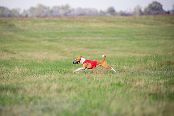 Image showing Sportive dog performing during the lure coursing in competition