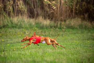 Image showing Sportive dog performing during the lure coursing in competition