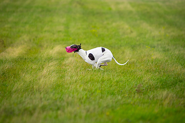 Image showing Sportive dog performing during the lure coursing in competition