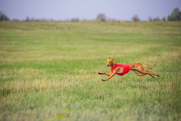 Image showing Sportive dog performing during the lure coursing in competition