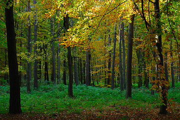 Image showing Colors of Fall