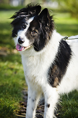 Image showing Dog portrait