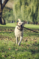 Image showing Dog with stick