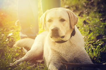 Image showing Dog portrait