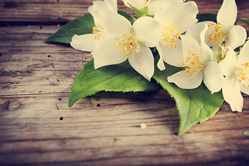 Image showing Jasmine Flower