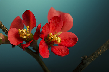 Image showing Pink Flower