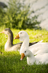 Image showing Geese