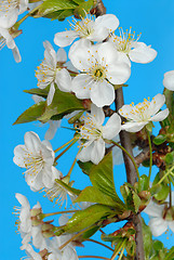 Image showing Cherry Flowers