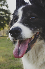 Image showing Dog Portrait