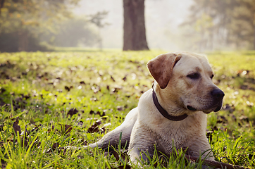 Image showing Dog in the park