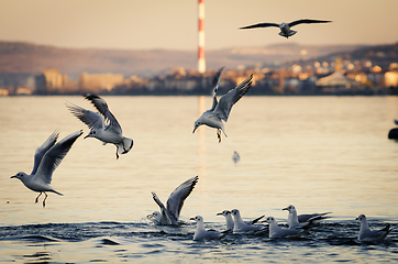 Image showing Gulls