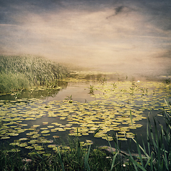 Image showing Water Lily