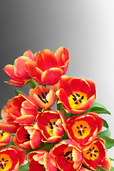 Image showing Tulip Flowers for Spring Easter and Mothers Day