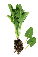 Image showing Healthy Organic Spinach Plant Root and Leaves