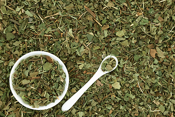 Image showing Lungwort Herb Leaf  Herbal Plant Medicine