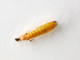 Image showing food moth caterpillar