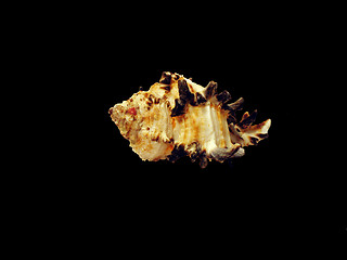 Image showing Shell