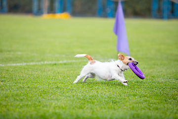 Image showing Sportive dog performing during the lure coursing in competition