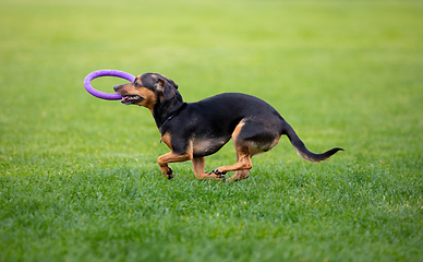 Image showing Sportive dog performing during the lure coursing in competition