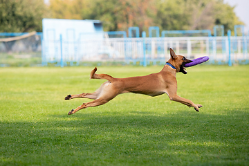 Image showing Sportive dog performing during the lure coursing in competition