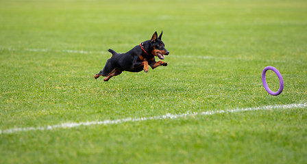 Image showing Sportive dog performing during the lure coursing in competition