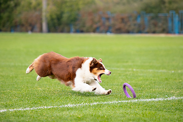 Image showing Sportive dog performing during the lure coursing in competition