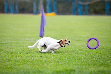 Image showing Sportive dog performing during the lure coursing in competition