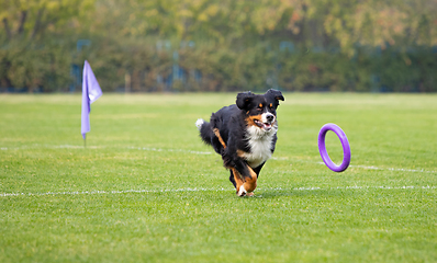 Image showing Sportive dog performing during the lure coursing in competition