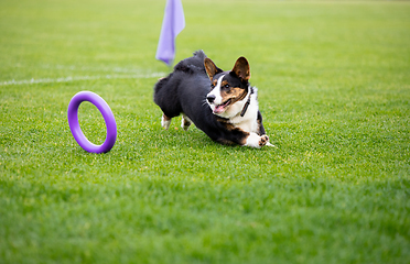 Image showing Sportive dog performing during the lure coursing in competition