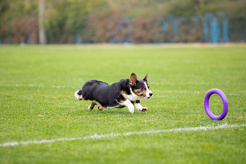 Image showing Sportive dog performing during the lure coursing in competition