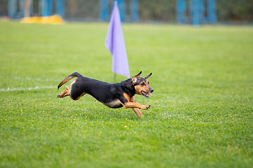 Image showing Sportive dog performing during the lure coursing in competition