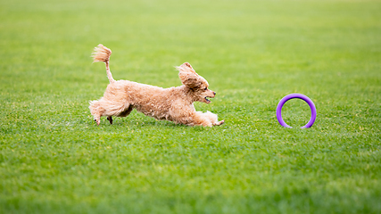 Image showing Sportive dog performing during the lure coursing in competition