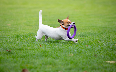 Image showing Sportive dog performing during the lure coursing in competition