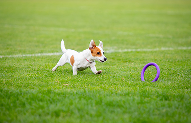 Image showing Sportive dog performing during the lure coursing in competition