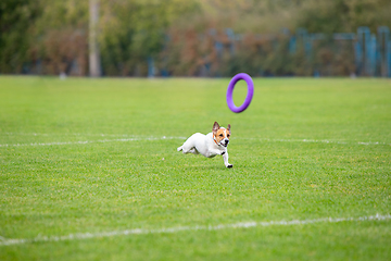 Image showing Sportive dog performing during the lure coursing in competition