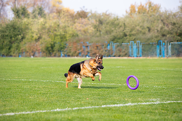 Image showing Sportive dog performing during the lure coursing in competition