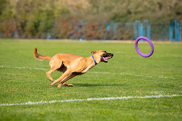 Image showing Sportive dog performing during the lure coursing in competition