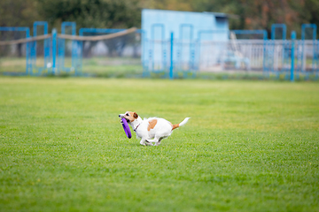 Image showing Sportive dog performing during the lure coursing in competition