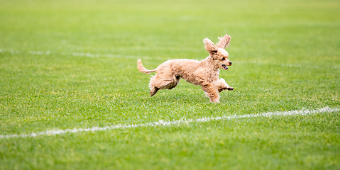 Image showing Sportive dog performing during the lure coursing in competition