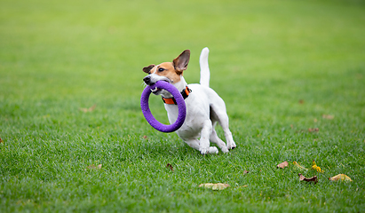 Image showing Sportive dog performing during the lure coursing in competition