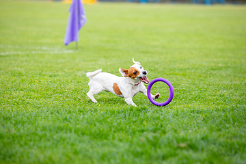 Image showing Sportive dog performing during the lure coursing in competition