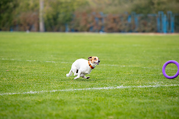 Image showing Sportive dog performing during the lure coursing in competition