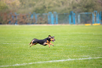 Image showing Sportive dog performing during the lure coursing in competition