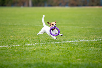 Image showing Sportive dog performing during the lure coursing in competition