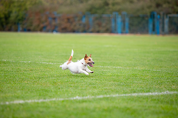 Image showing Sportive dog performing during the lure coursing in competition