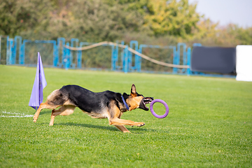 Image showing Sportive dog performing during the lure coursing in competition