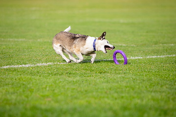 Image showing Sportive dog performing during the lure coursing in competition