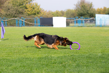 Image showing Sportive dog performing during the lure coursing in competition