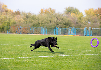 Image showing Sportive dog performing during the lure coursing in competition